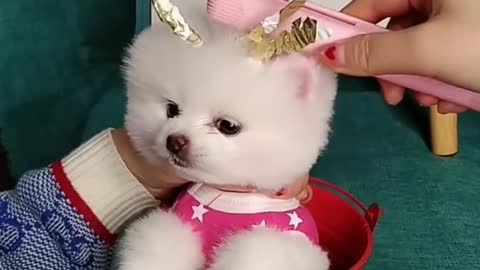 Cute and funny dog complation 2021❤