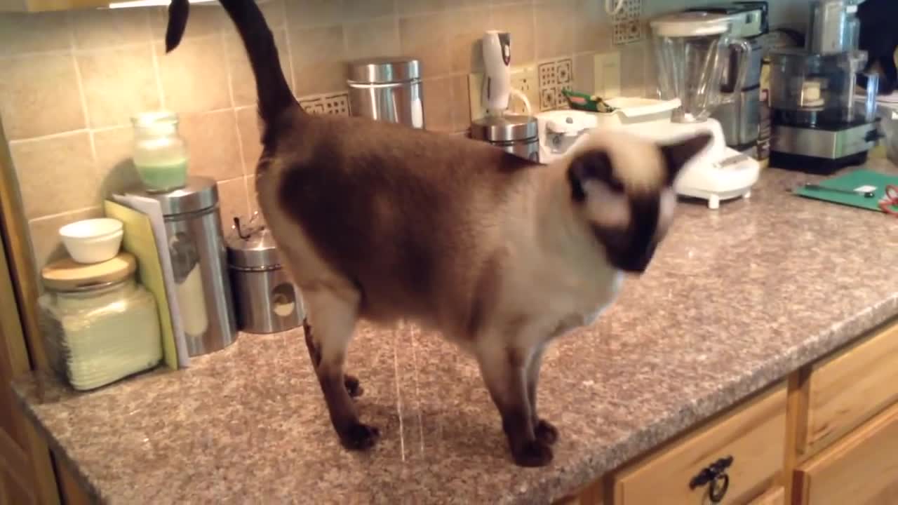 Talk with a chatty Siamese cat