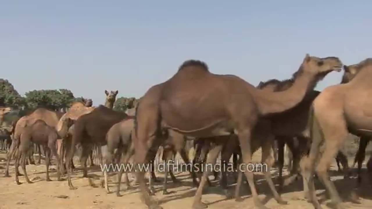 Funny camel video like and follow me