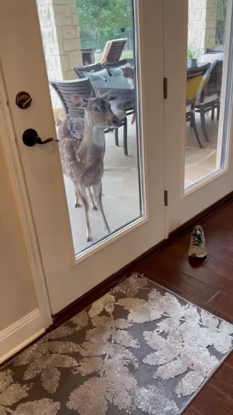 A hungry deer seeks food by stepping on a hoof