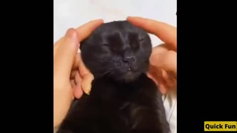 Dogs and Cats Very Funny Videos