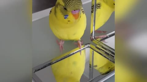 Talking Yellow Budgie
