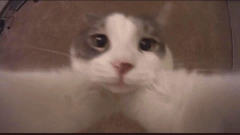 Gif video of cat kissing the camera