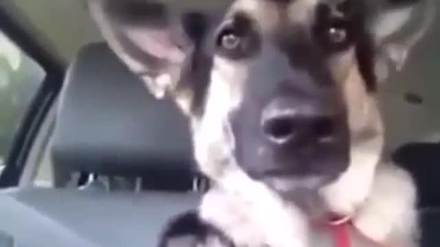 Funny dog flapping his ears