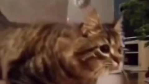 cute pet # cat's confusing behavior # special treatment for unhappiness