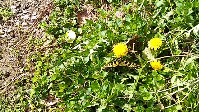 #2 Butterfly on dandelion