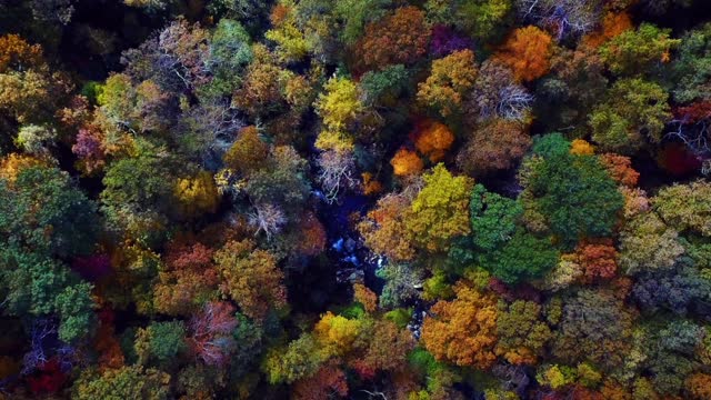 Aerial view of autumn colors