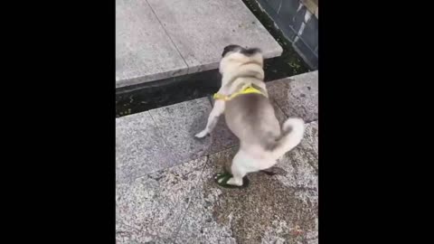 The funny cats