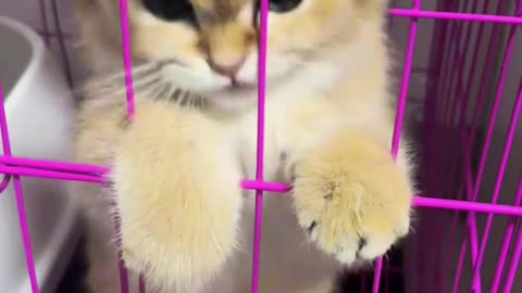 Cute Cat Video