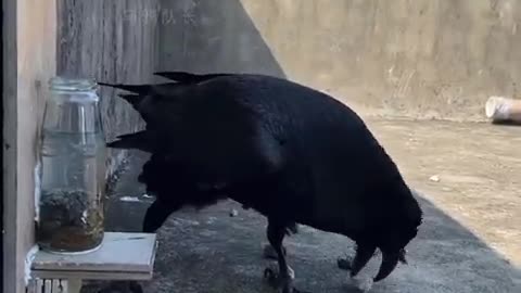 Causal understanding of water displacement by a crow