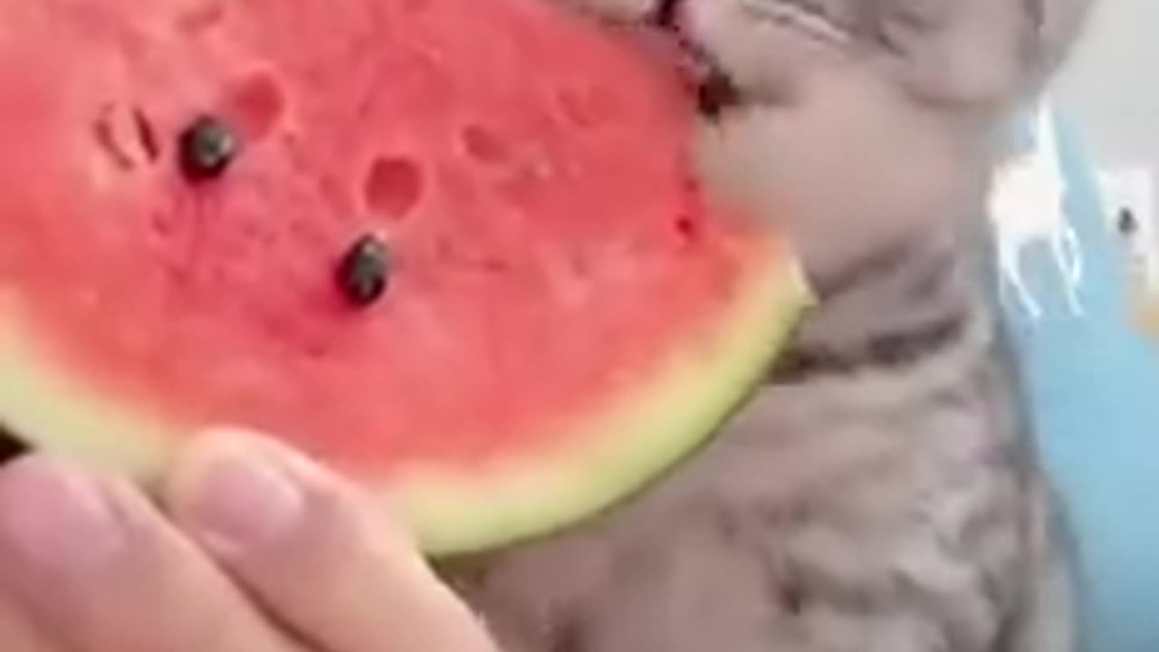 Eating Watermelon! 🍉🍽️