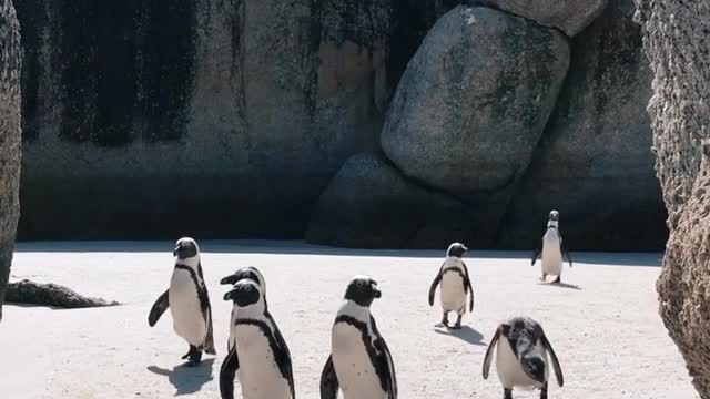 How penguis come from a little beach