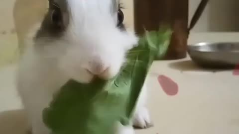 Cute bunny