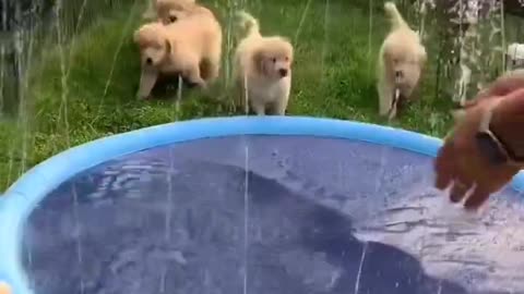 Puppies Play with Sprinkler Pool!