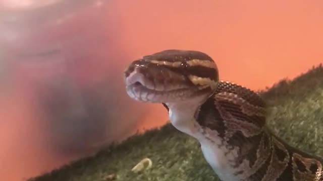 Snake eating a mouse