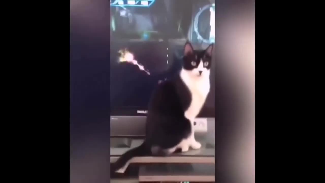 New Funny Animals Video 2023 | Funniest Cats and Dogs Videos | New Funny Video Of Cat And Dogs