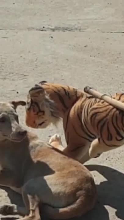 wow!! best video fake tiger prank dog