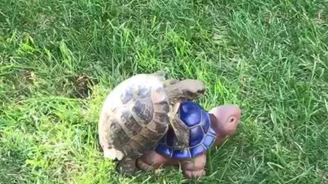 Totally Confused Tortoise