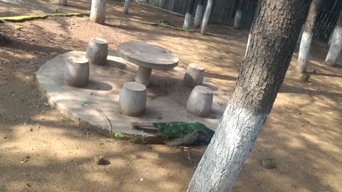 Peacock ready to dance