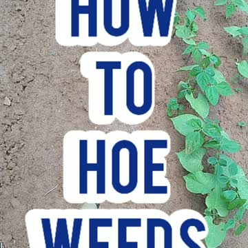 How to Hoe Weeds
