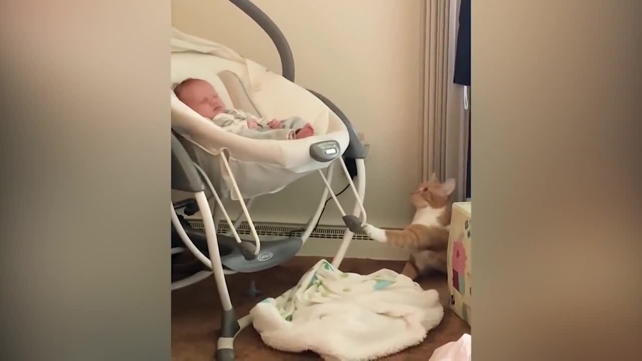 Kitten is a baby sitter