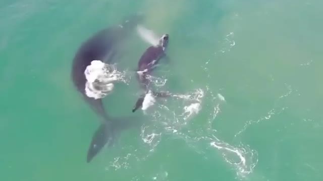 Whales and surfers seems to get along 🐋