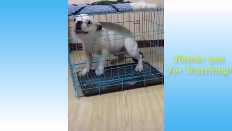 Funny cats and dogs try not to laugh 😂