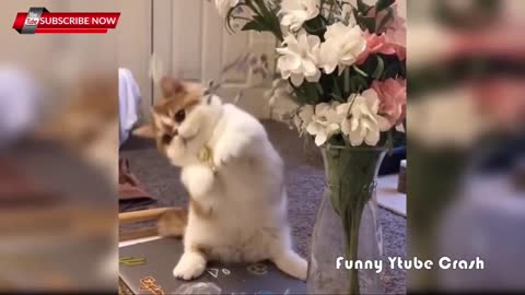 Cute & Funny animals