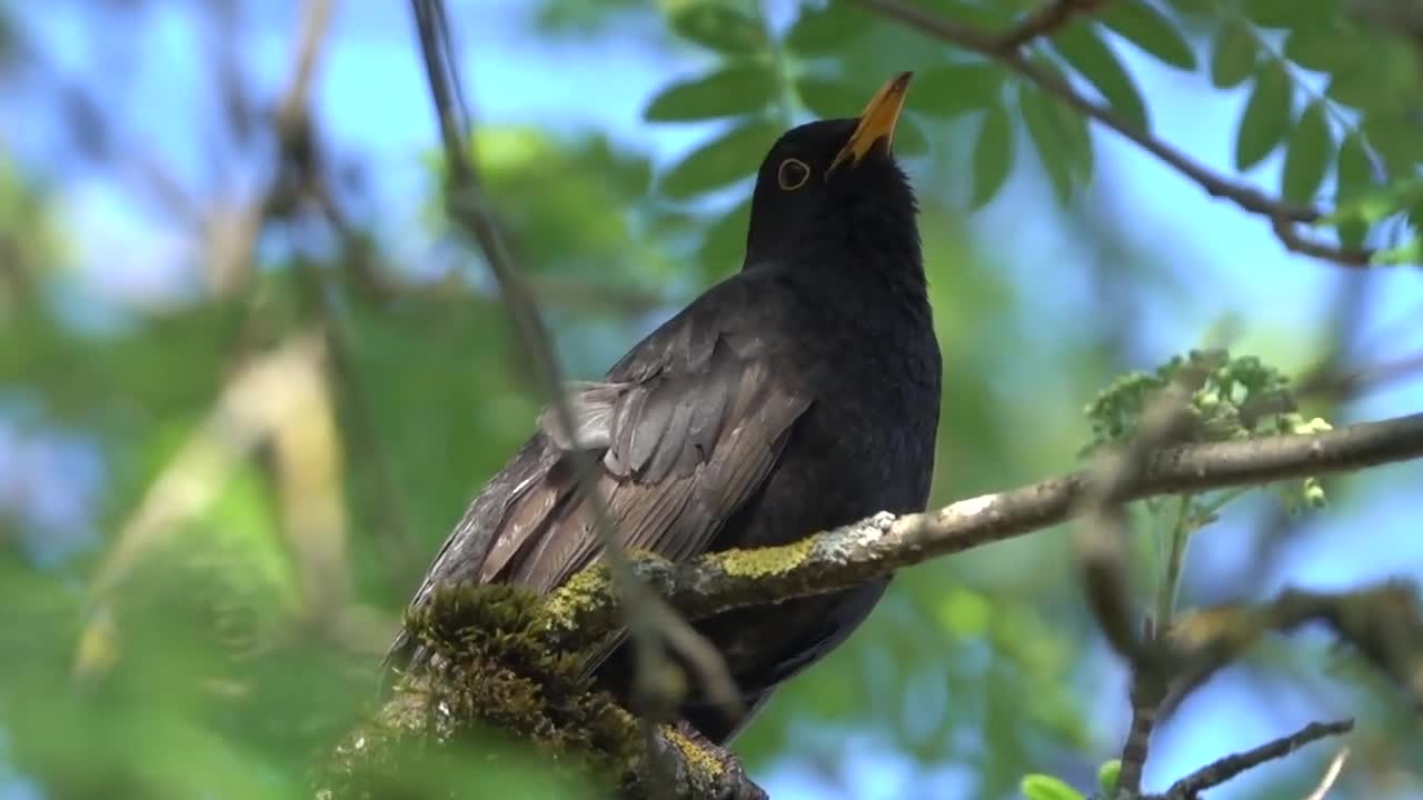 Bird voice, beautiful bird voice, nature