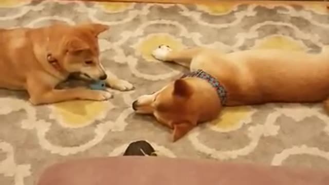 Shiba Inus have vocal argument over ball