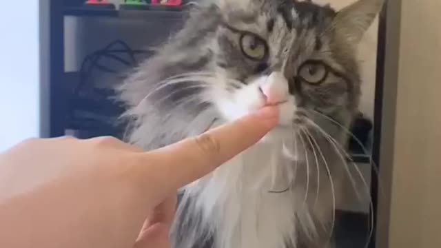 A finger licking cat