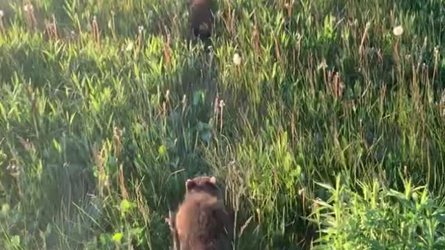 Walking with Rehabilitated Raccoons