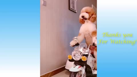 Cute Cats And Funny Dogs Videos Compilation(1080P_HD)