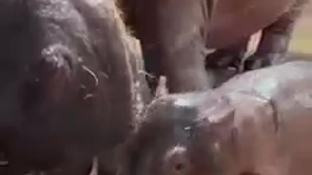 It doesn't get much cuter than this baby hippo—brother to Fiona