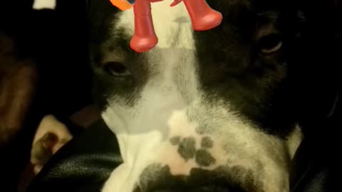 Snpachat hot dog dancing on black and white pitbull head