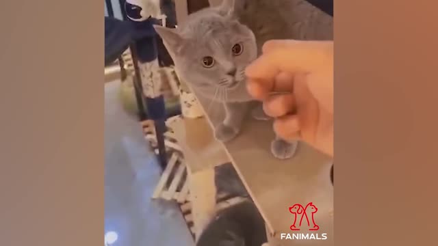 Funny & Cute Animals Clips Part 15