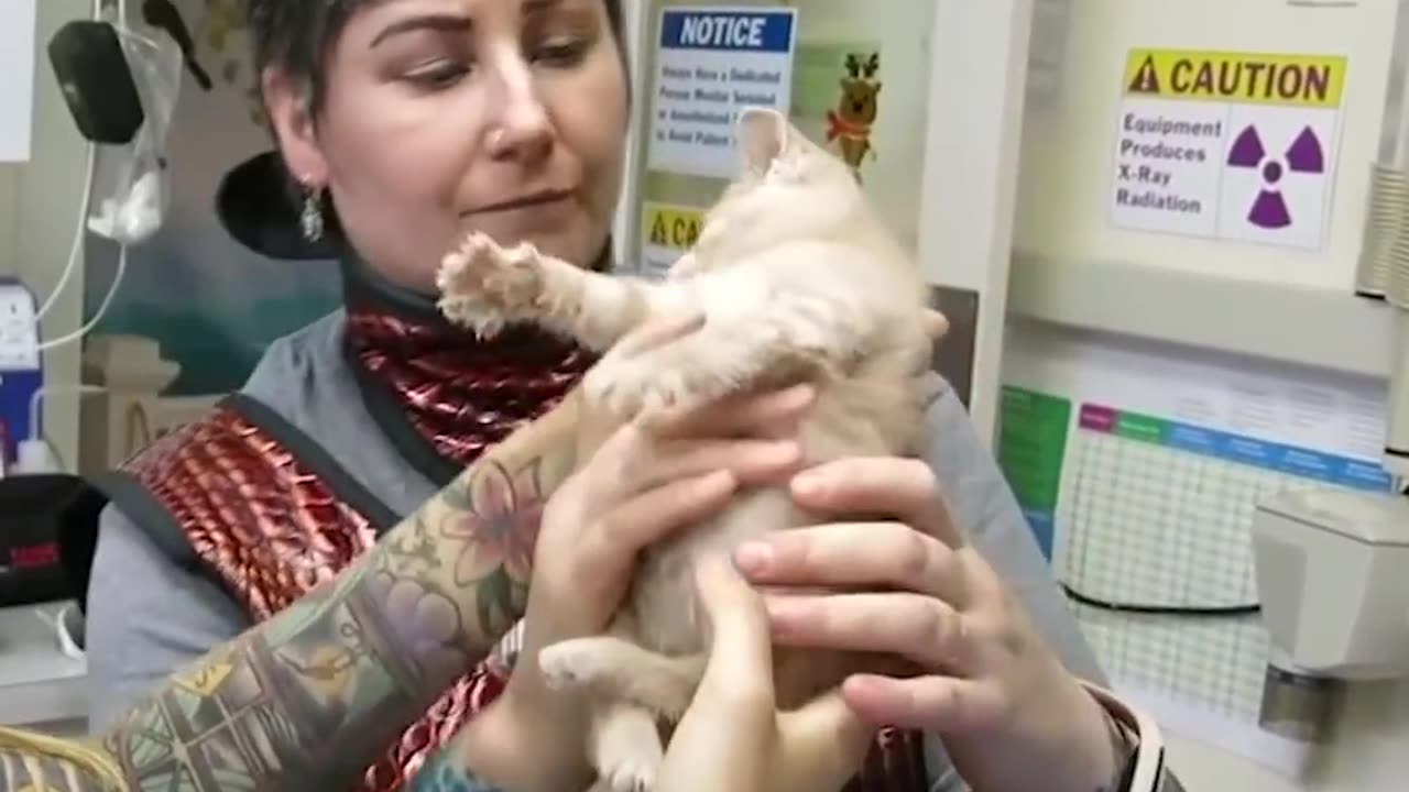 Woman Rescues Paralyzed Kittens And Finds Them Homes | The Dodo Faith = Restored