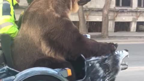 Bear on a Bike