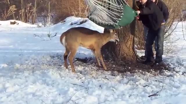 Deer stuck in hammock