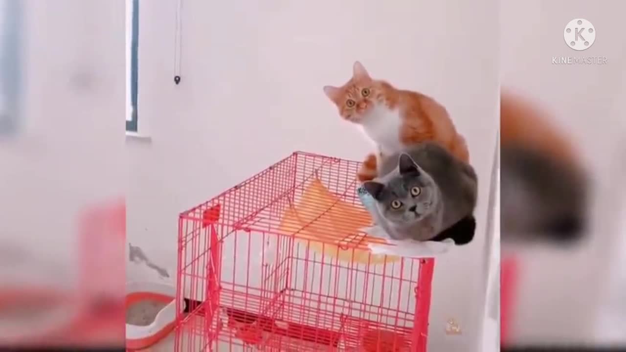 man open the door two cats see the man carefully