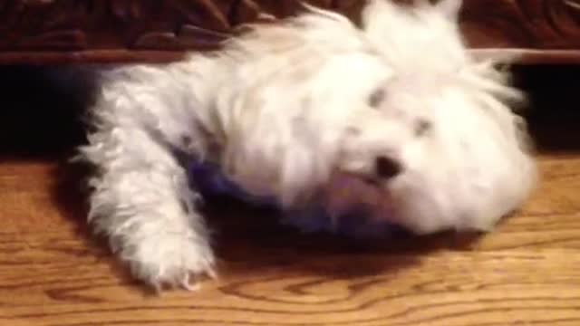 Dog stuck under couch comes out when she hears the word "treat"