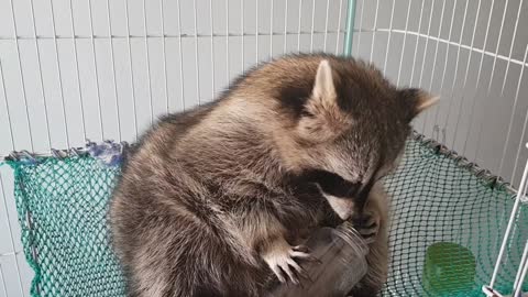 Raccoon sits on the hammock and eats the grapes in the barrel by hand.