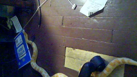 Albino python