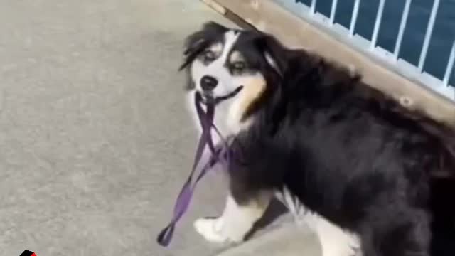 So cute and funny#dog #dogsoftiktok #pet #animals #viral #tiktokanimals