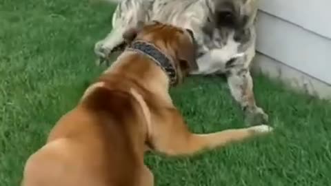 Funny cats _ Funny cats and kittens videos 2022 #46