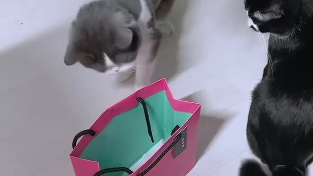 cat cuty