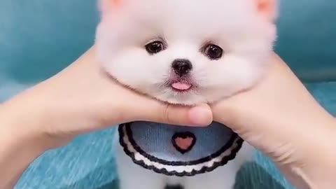 Cute Puppy 2