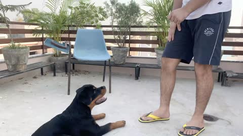 HOW TO TRAIN YOUR DOG FOR SPEAK COMMAND Few easy tips