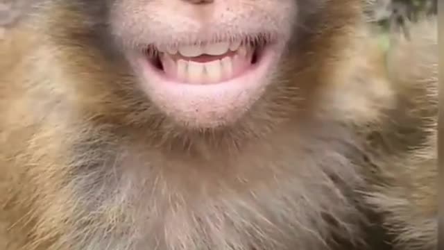 Funny 🤣 monkey 🐒 style