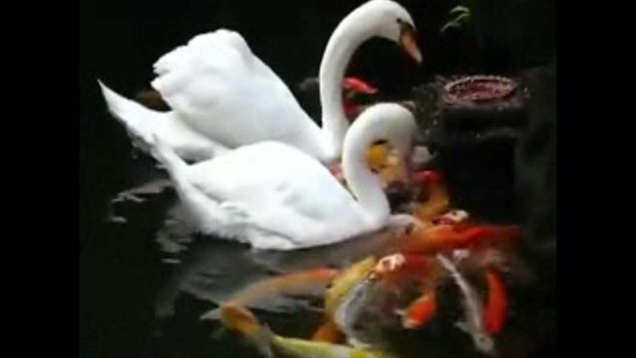 Incredible Swan Feeds Fish ! Watch This Unbelievable Moment!